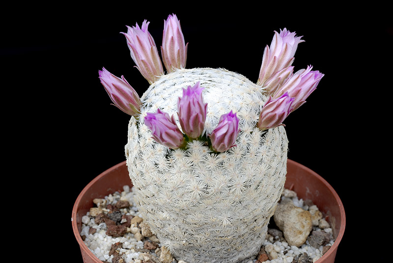 Mammillaria Herrerae D. 4 € 28.00.jpg